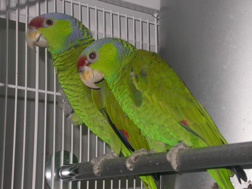 Amazoňan fialovohlavý - Amazona finschi